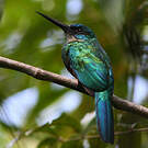 Jacamar vert