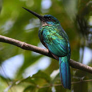 Green-tailed Jacamar