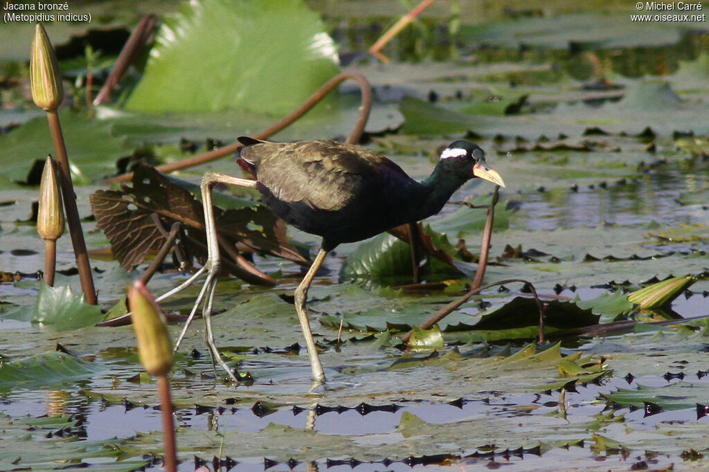 Bronze-winged Jacanaadult, identification, close-up portrait, habitat, walking, eats