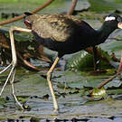 Jacana bronzé