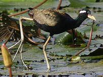 Jacana bronzé