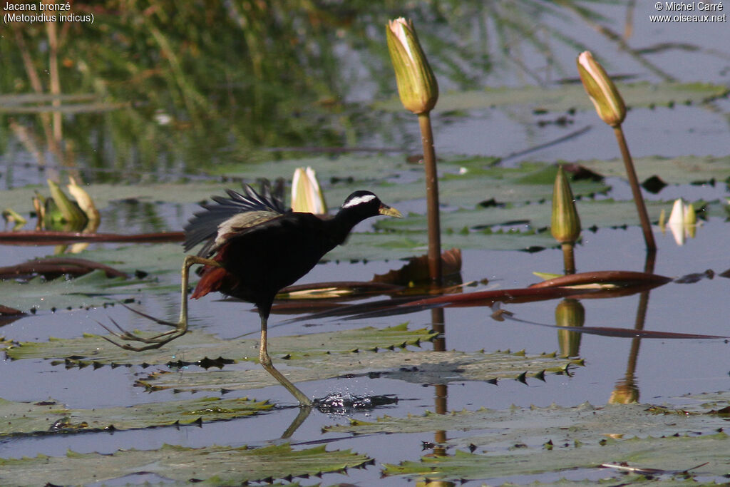 Jacana bronzéadulte, identification, habitat, marche