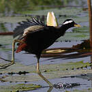 Jacana bronzé