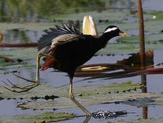 Bronze-winged Jacana