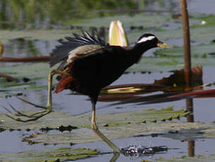 Jacana bronzé