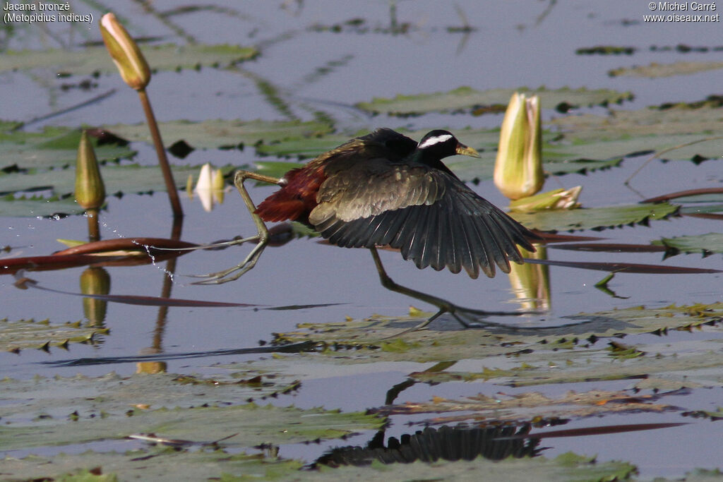 Jacana bronzéadulte, identification, portrait, habitat