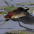 Jacana bronzé