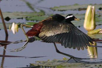 Jacana bronzé