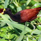 Jacana du Mexique