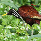 Jacana du Mexique