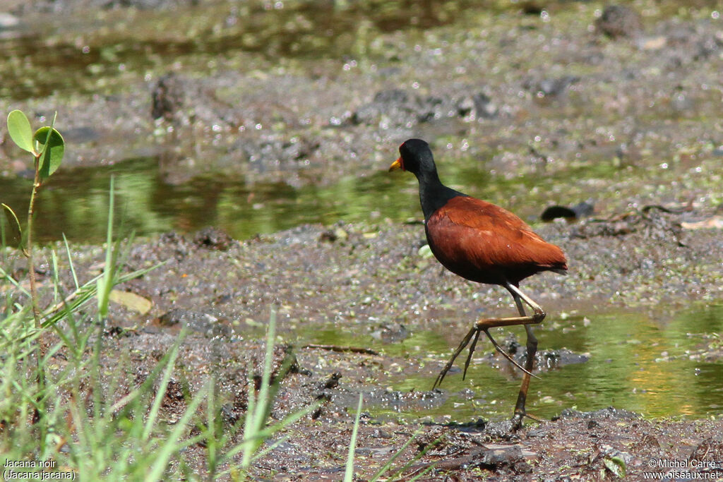 Wattled Jacana