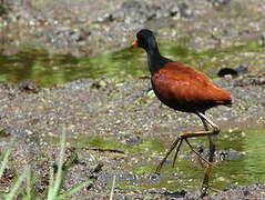 Wattled Jacana