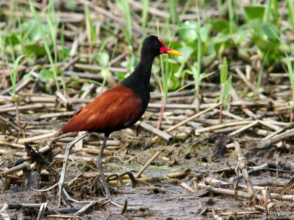 Wattled Jacana