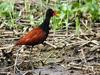 Jacana noir