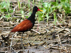 Wattled Jacana