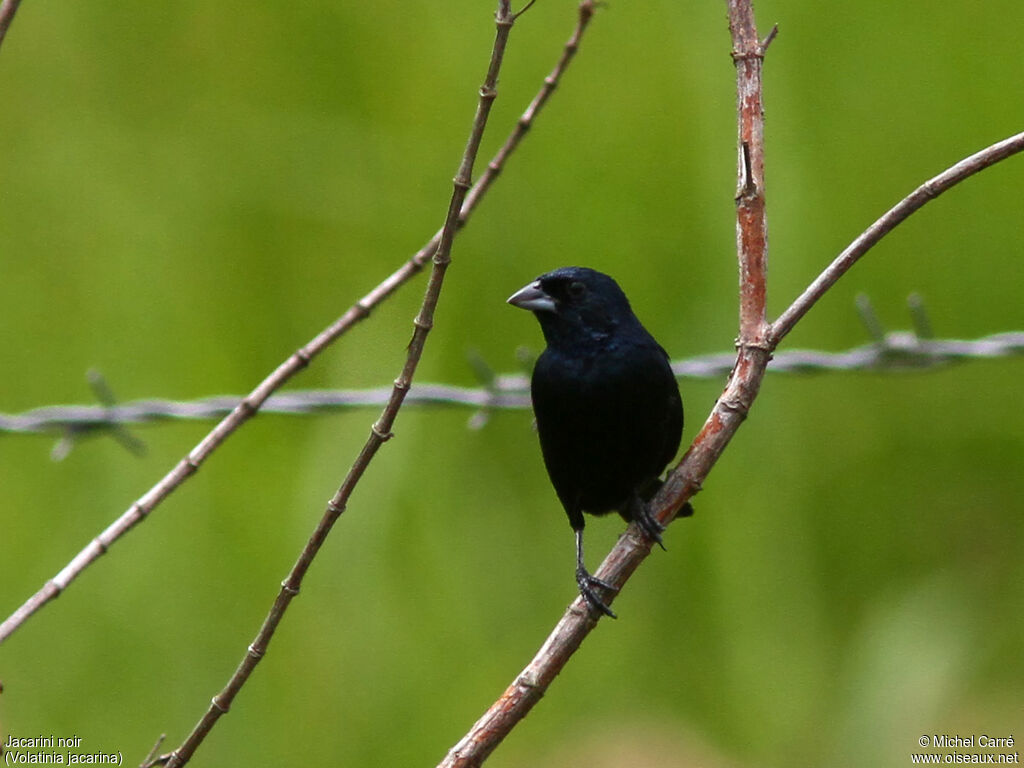 Blue-black Grassquit male adult