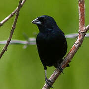 Blue-black Grassquit