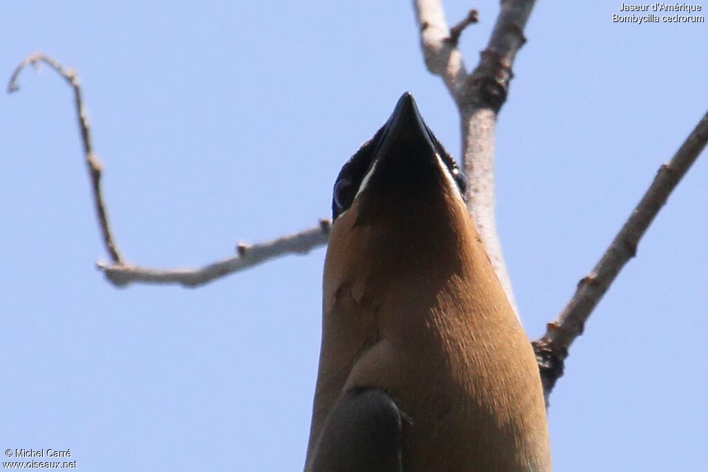 Cedar Waxwing