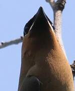 Cedar Waxwing