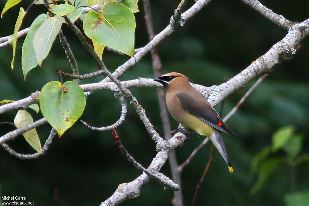 Cedar Waxwingadult, habitat, pigmentation