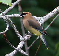 Cedar Waxwing