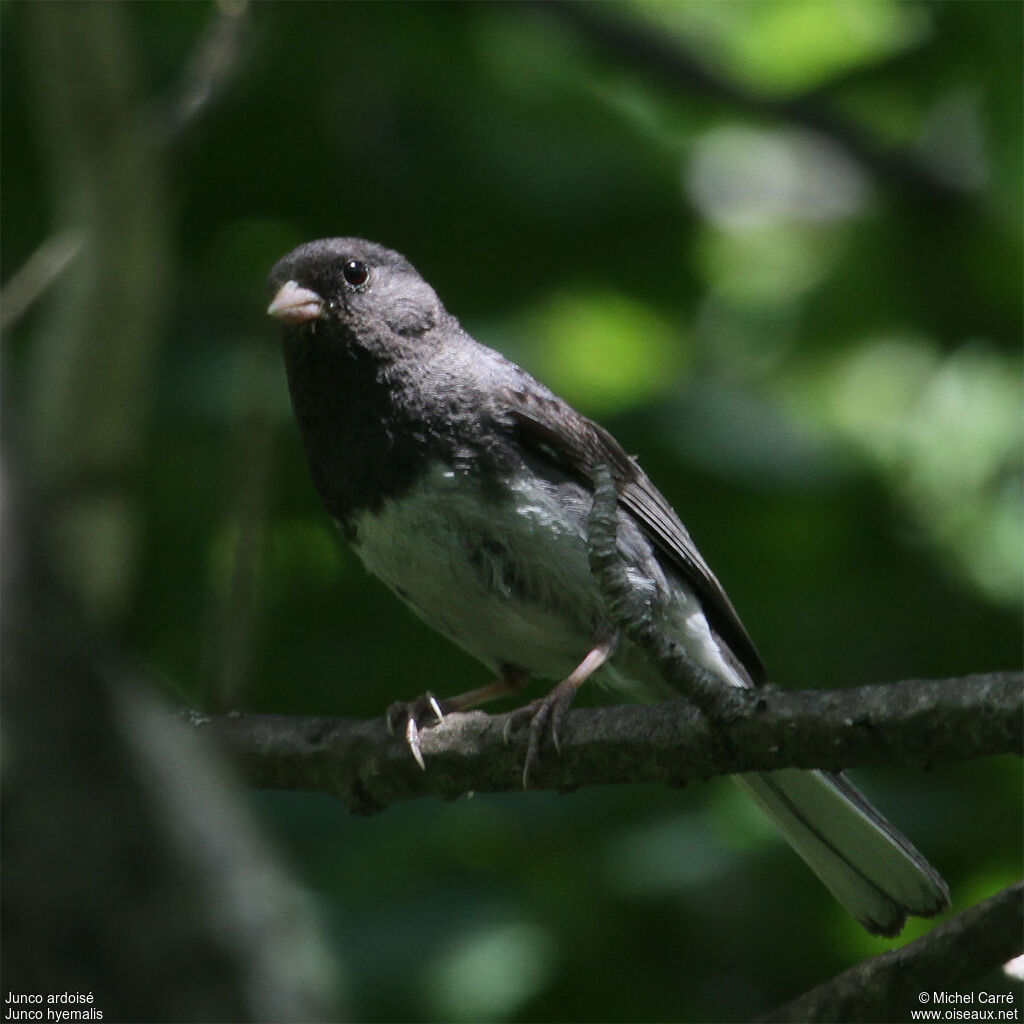 Junco ardoisé mâle adulte