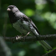 Dark-eyed Junco