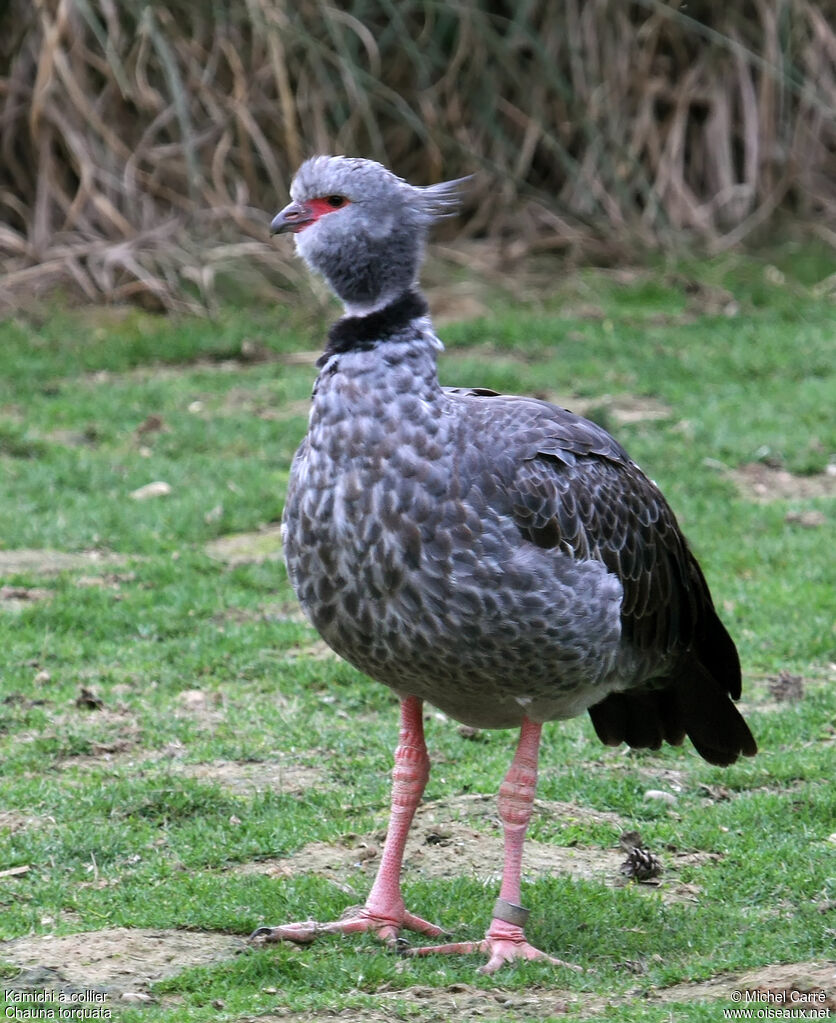 Southern Screamer