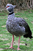 Southern Screamer