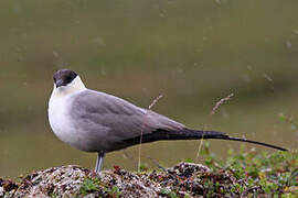 Long-tailed Jaeger