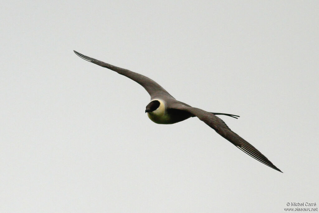 Long-tailed Jaegeradult, Flight