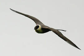 Long-tailed Jaeger