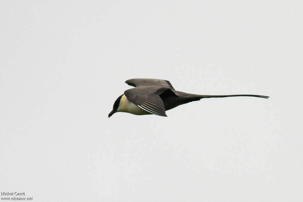 Long-tailed Jaeger male adult breeding, pigmentation, Flight