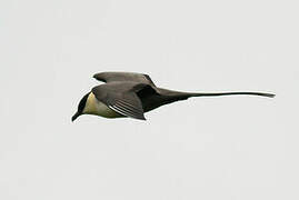 Long-tailed Jaeger