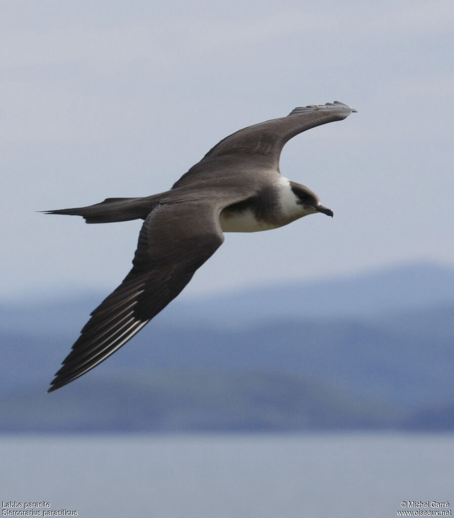 Parasitic Jaeger, Flight