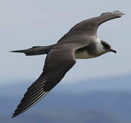 Parasitic Jaeger