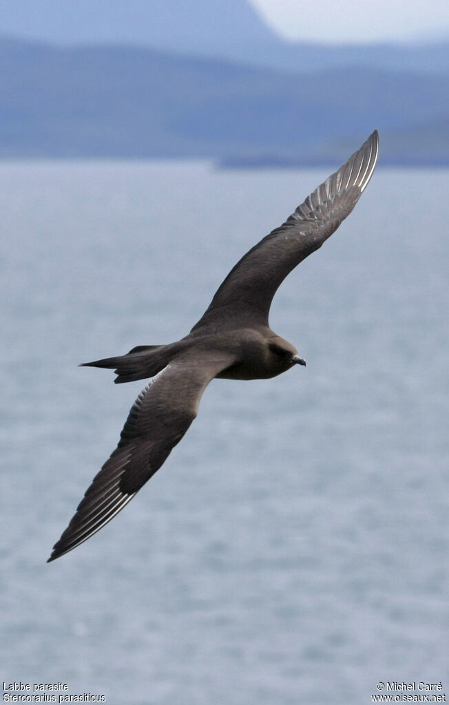 Parasitic Jaeger, Flight