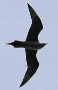 Parasitic Jaeger