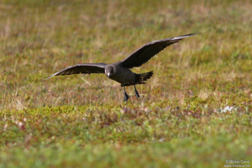 Parasitic Jaeger