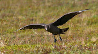 Parasitic Jaeger