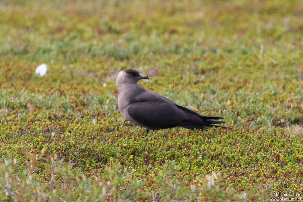 Parasitic Jaegeradult