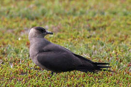 Parasitic Jaeger