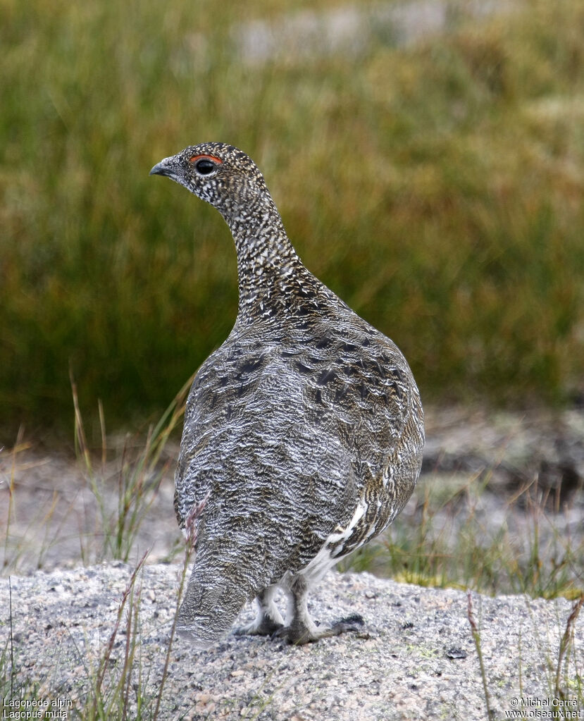 Lagopède alpin mâle adulte, identification