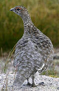 Rock Ptarmigan