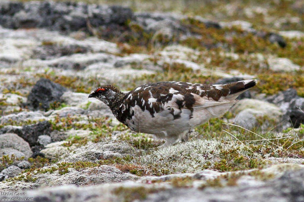 Rock Ptarmigan male adult transition, identification