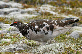 Rock Ptarmigan