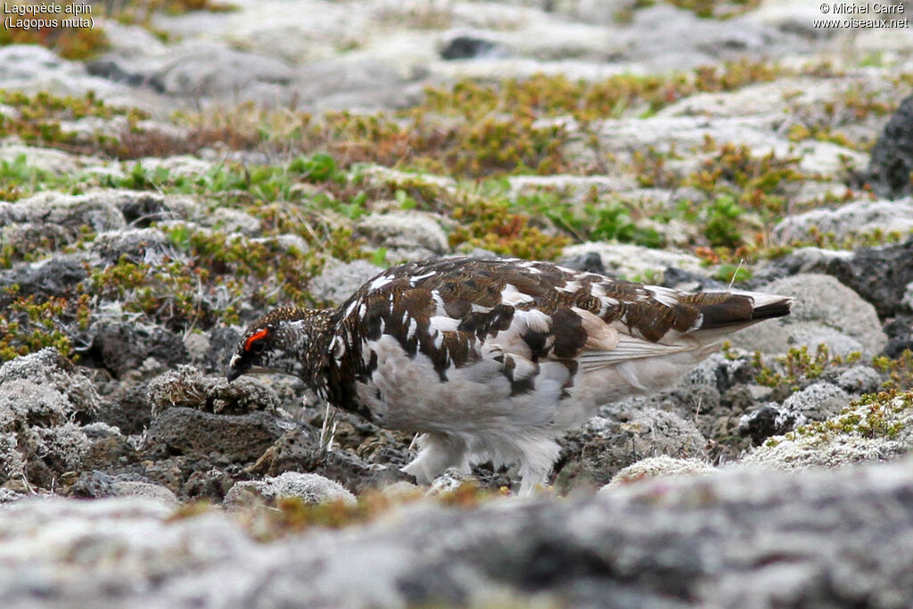 Rock Ptarmigan male adult