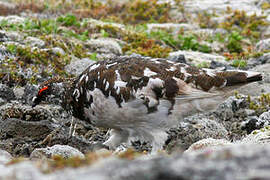 Rock Ptarmigan