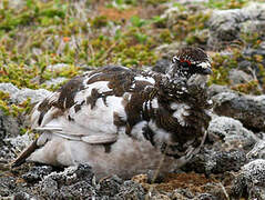 Rock Ptarmigan