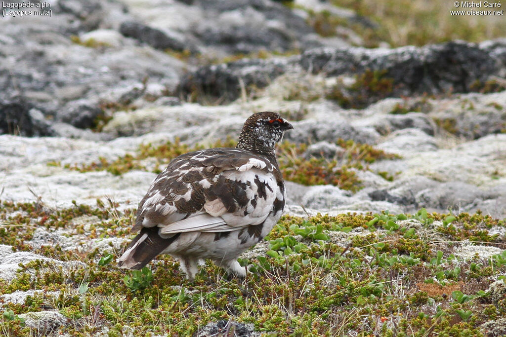 Lagopède alpin mâle adulte